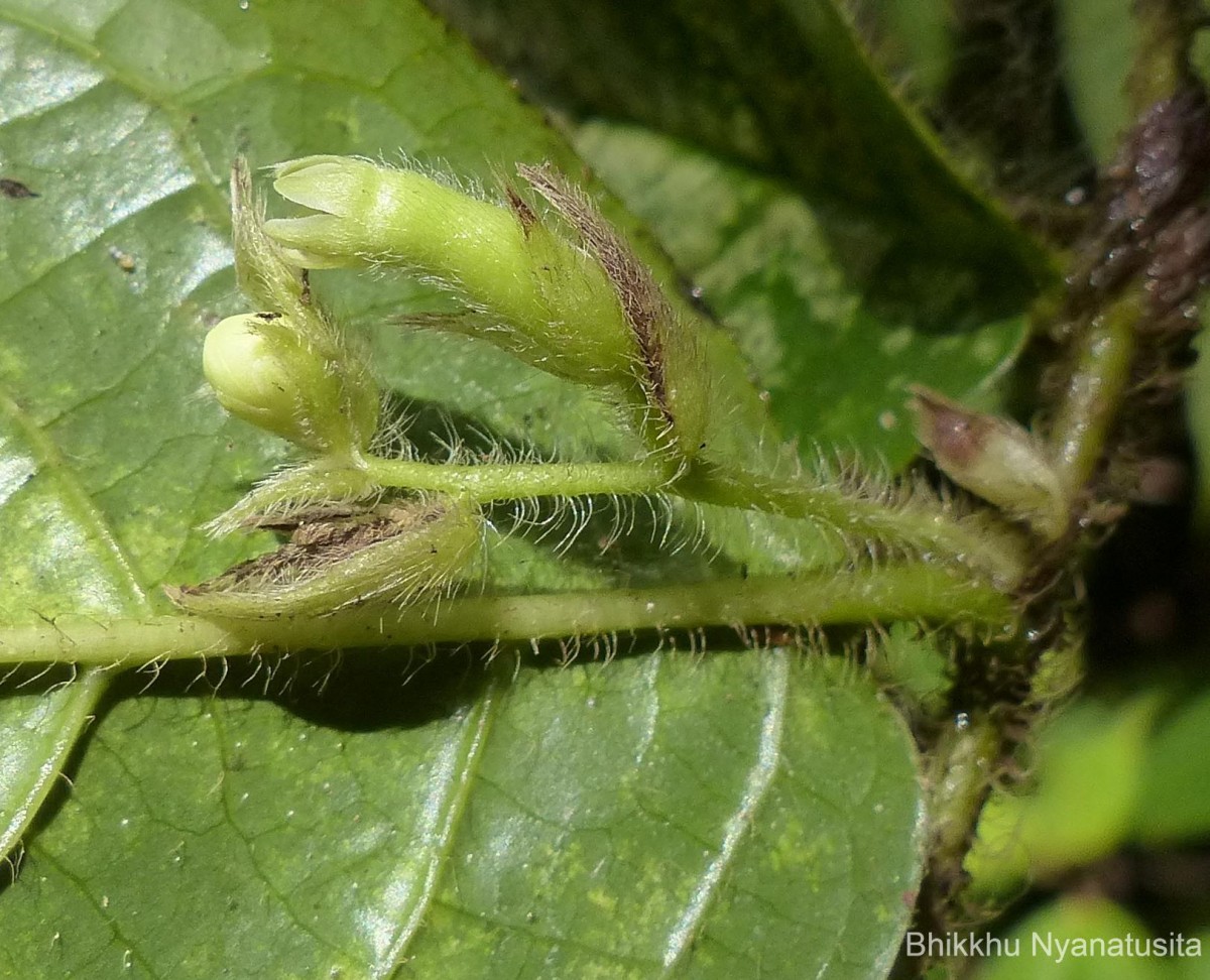 Symplocos pulchra subsp. hispidula (Thwaites) Noot.